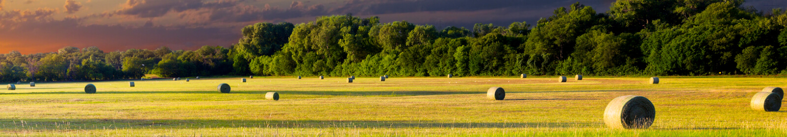 A large field with hay bales